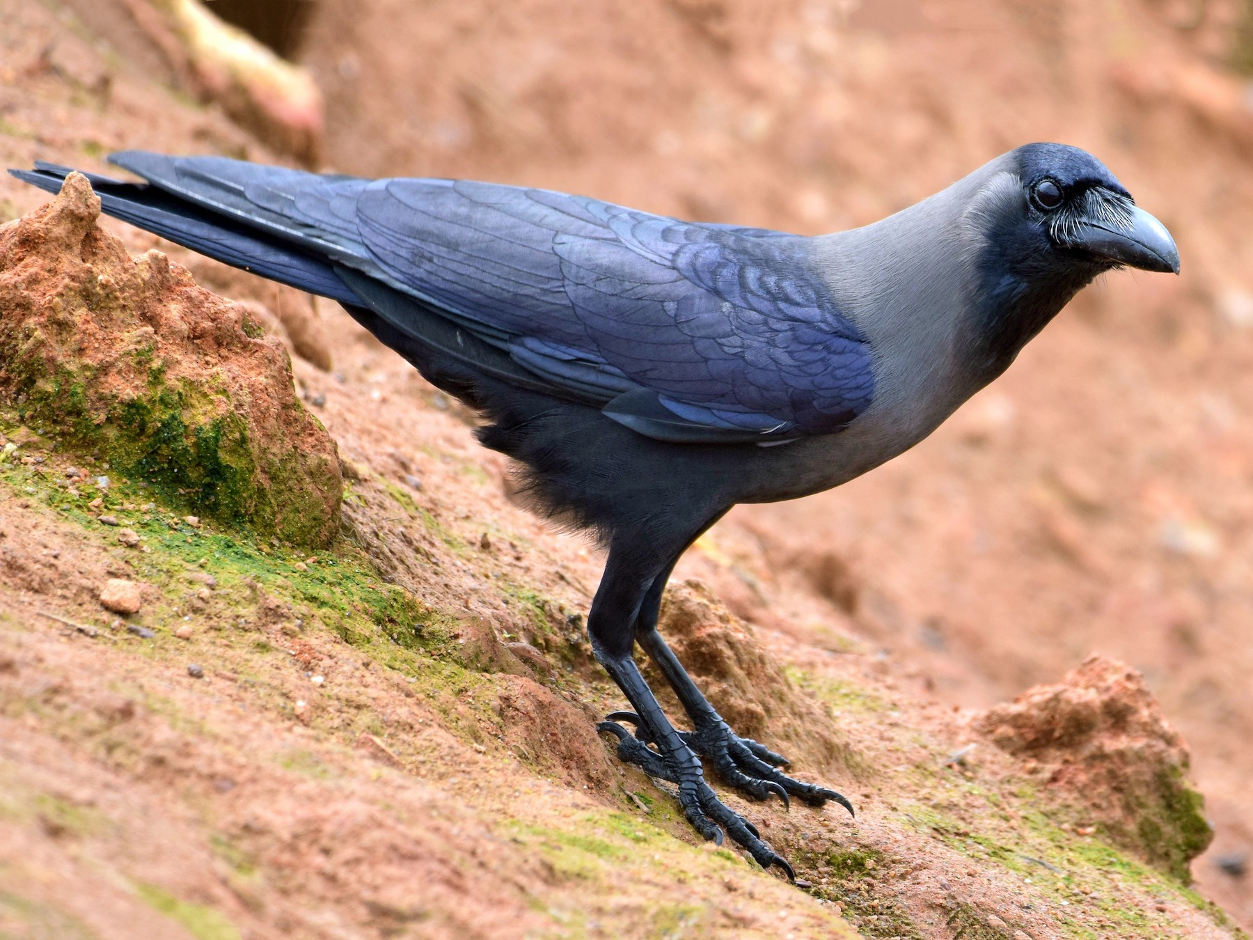 House Crow - mathew thekkethala