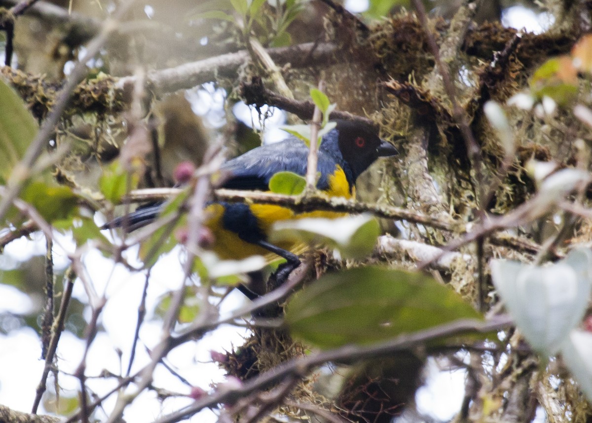 Hooded Mountain Tanager - ML126365001