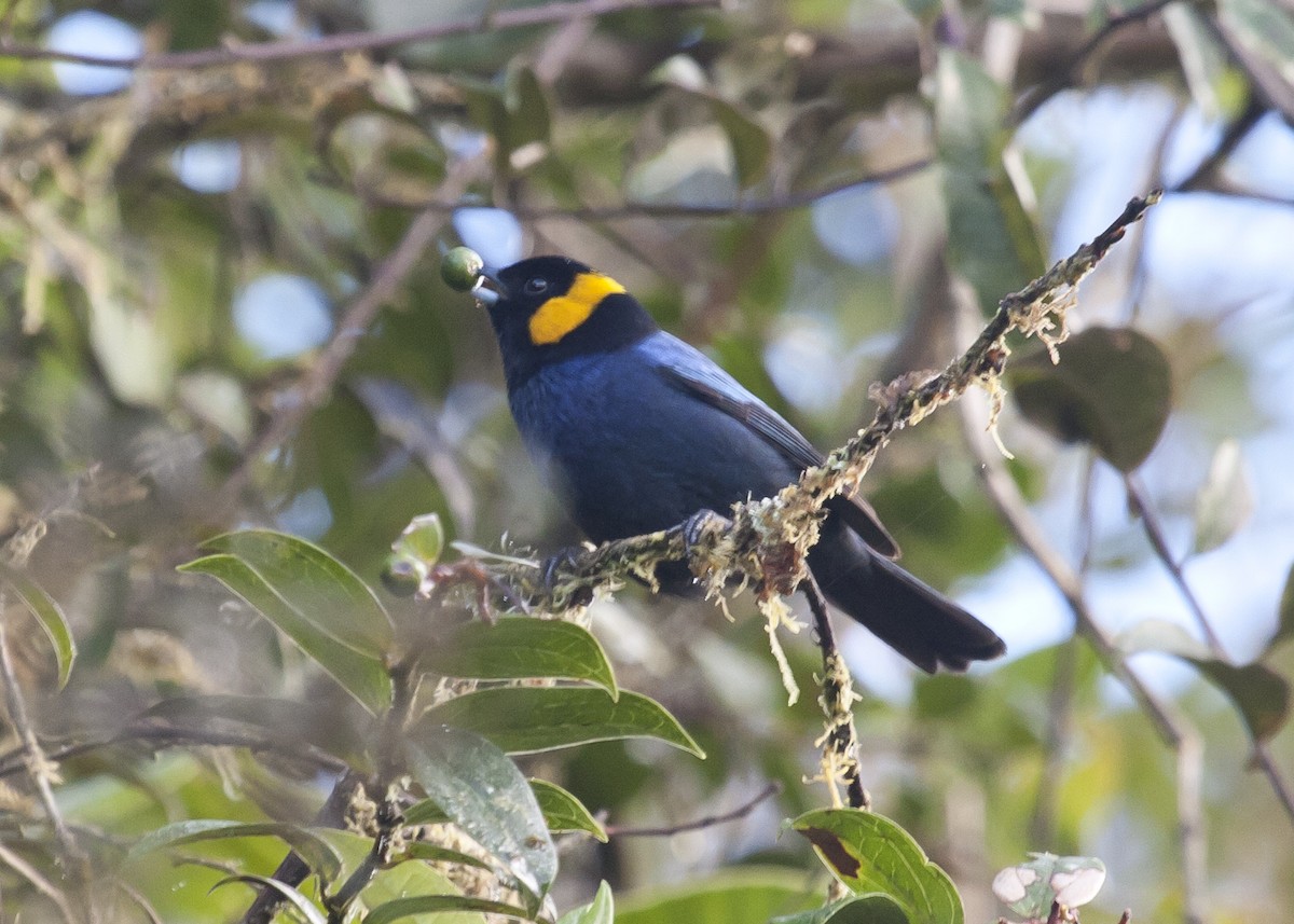 Yellow-scarfed Tanager - ML126365071