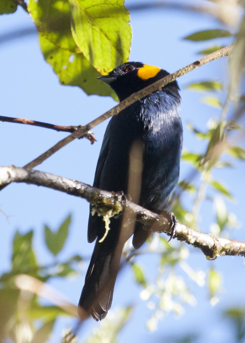 Yellow-scarfed Tanager - ML126365081
