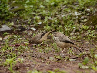 นกเต็มวัย (Black-winged) - Panchapakesan Jeganathan - ML126366641