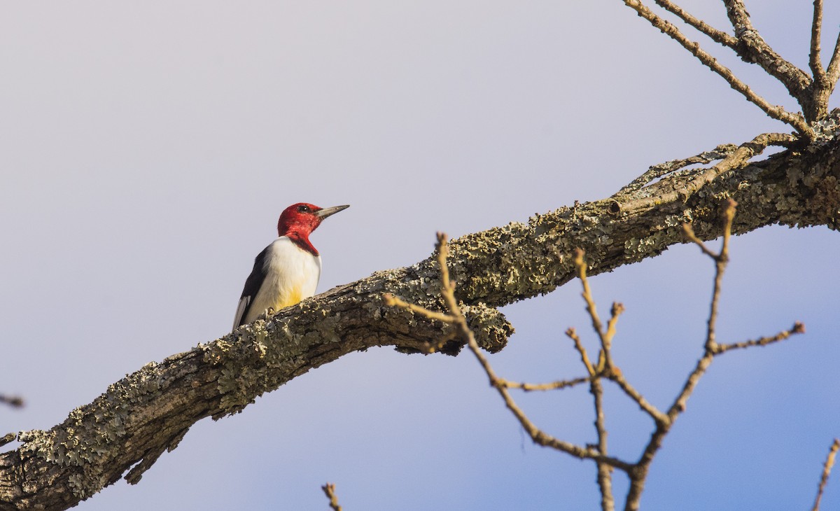 Red-headed Woodpecker - Austin Hess