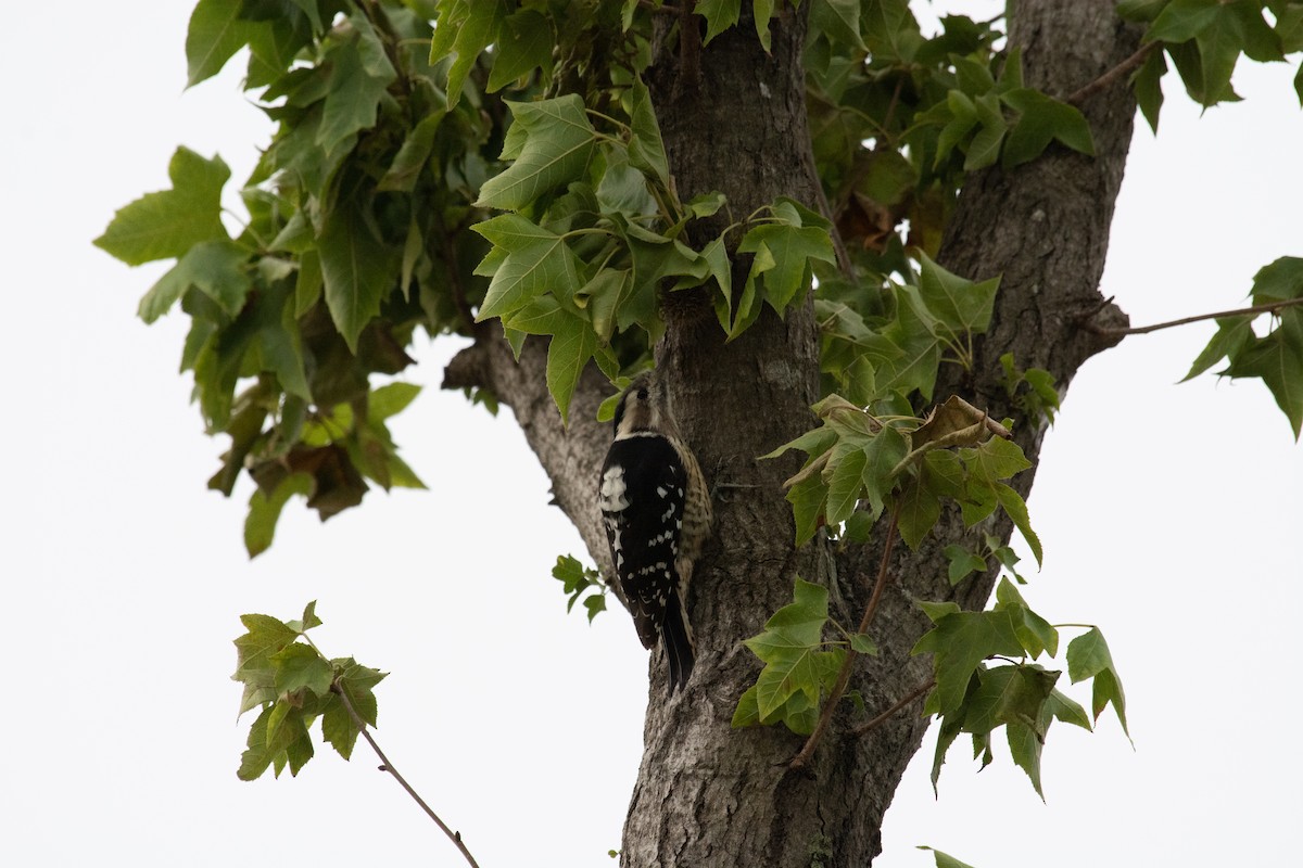 Gray-capped Pygmy Woodpecker - ML126367621