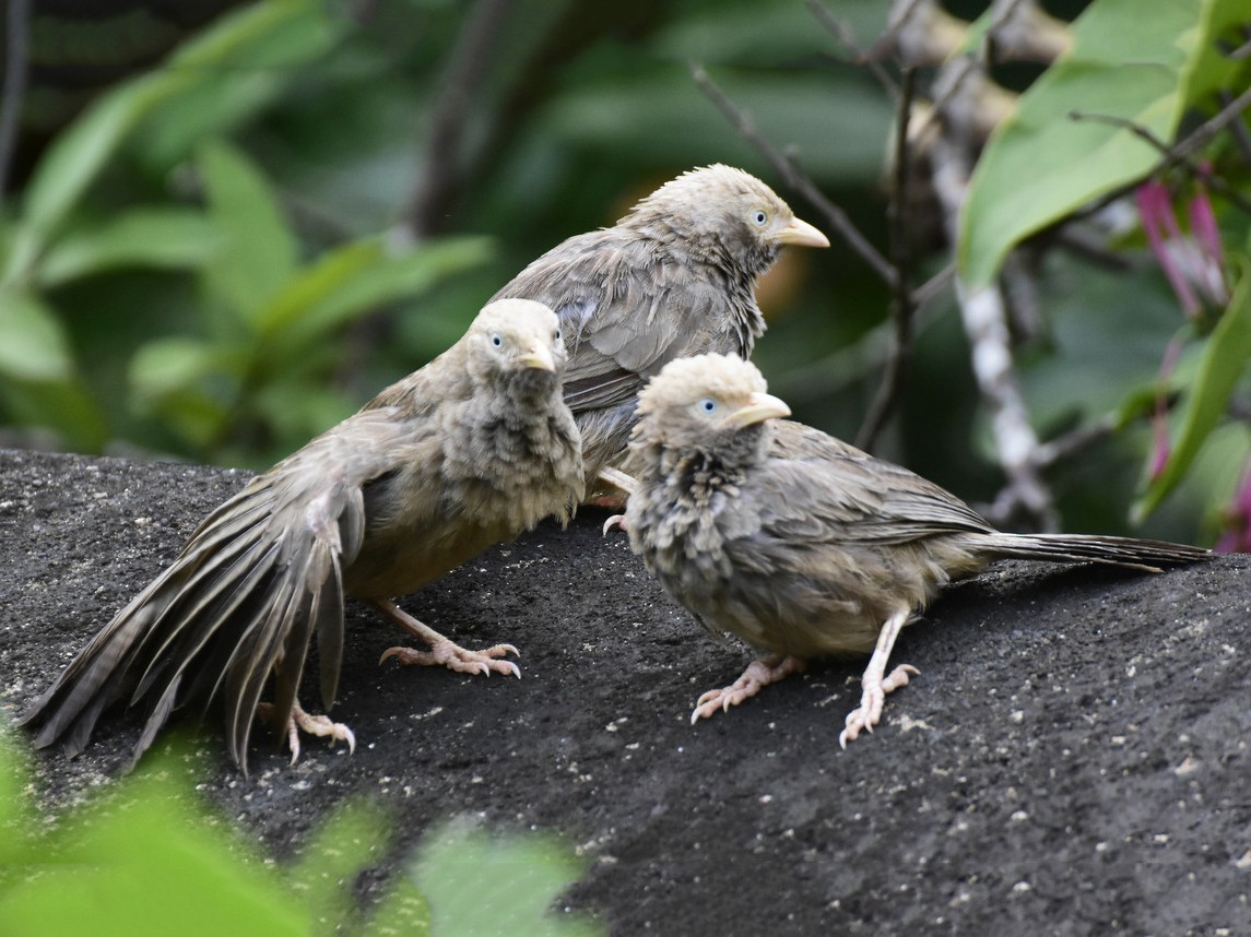 Yellow-billed Babbler - Anonymous