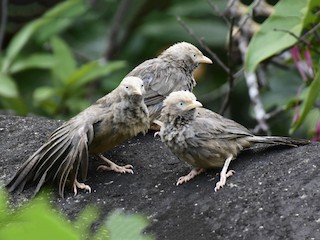  - Yellow-billed Babbler