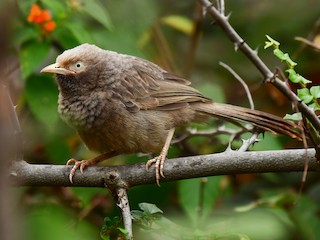  - Yellow-billed Babbler
