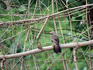 キバシヤブチメドリ - eBird