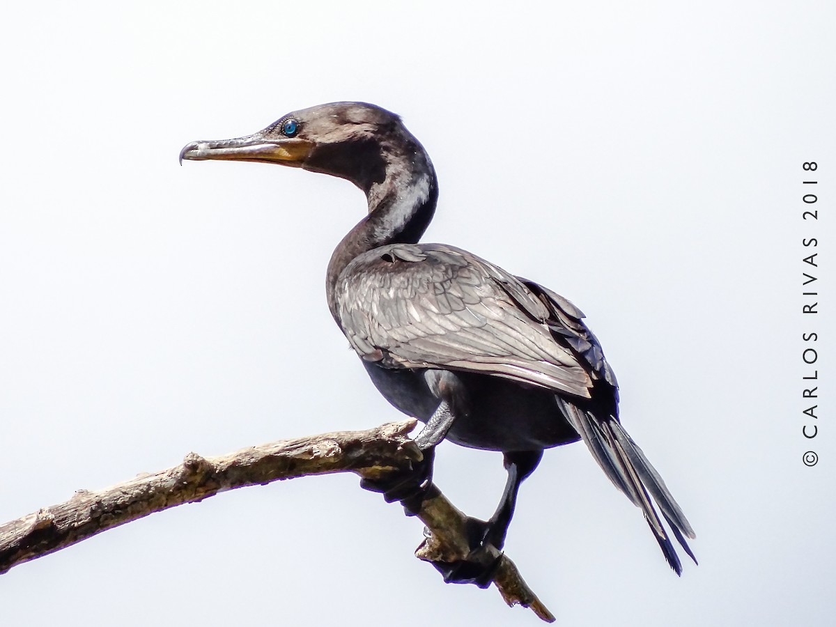 Neotropic Cormorant - Anonymous