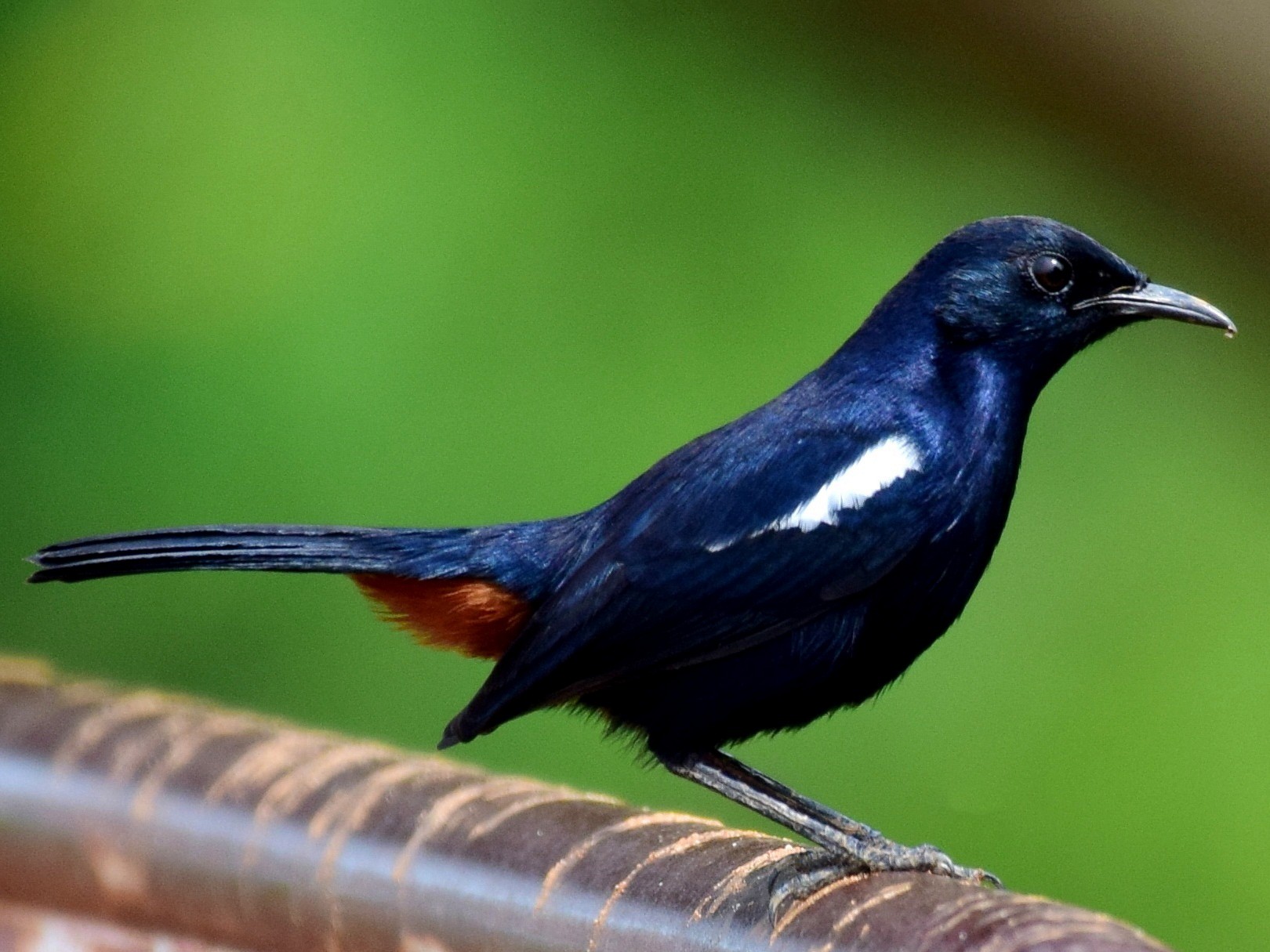 Indian Robin - mathew thekkethala