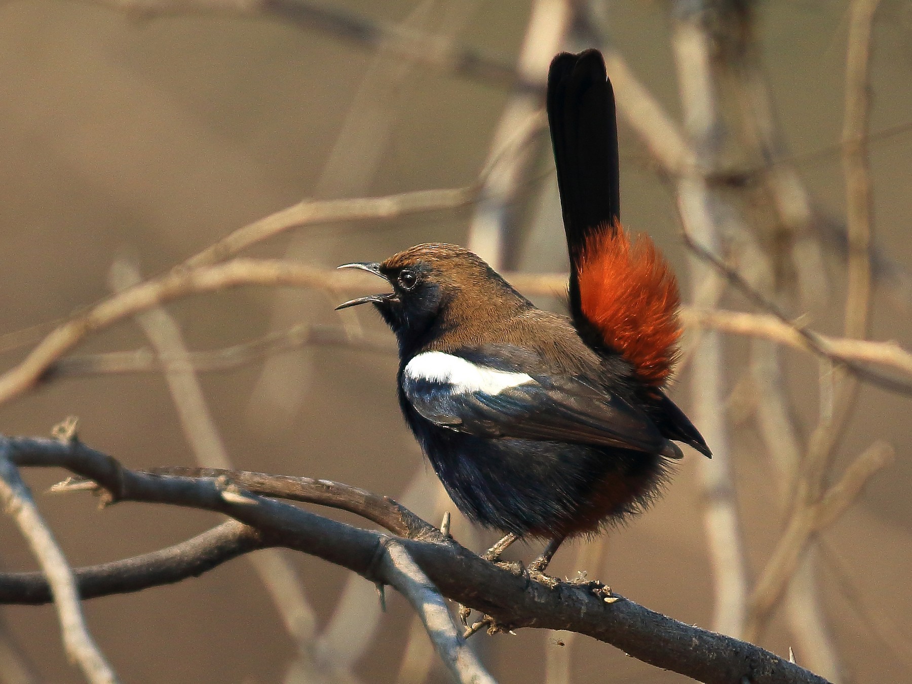 Indian Robin - David Barton