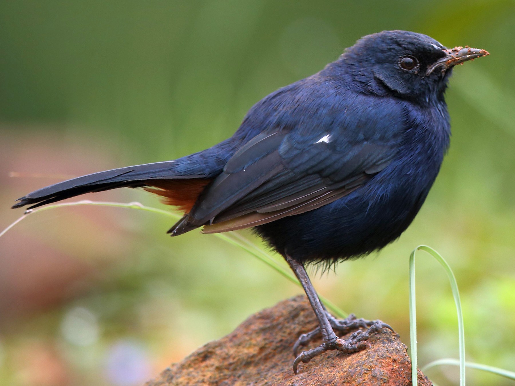 Indian Robin - Albin Jacob