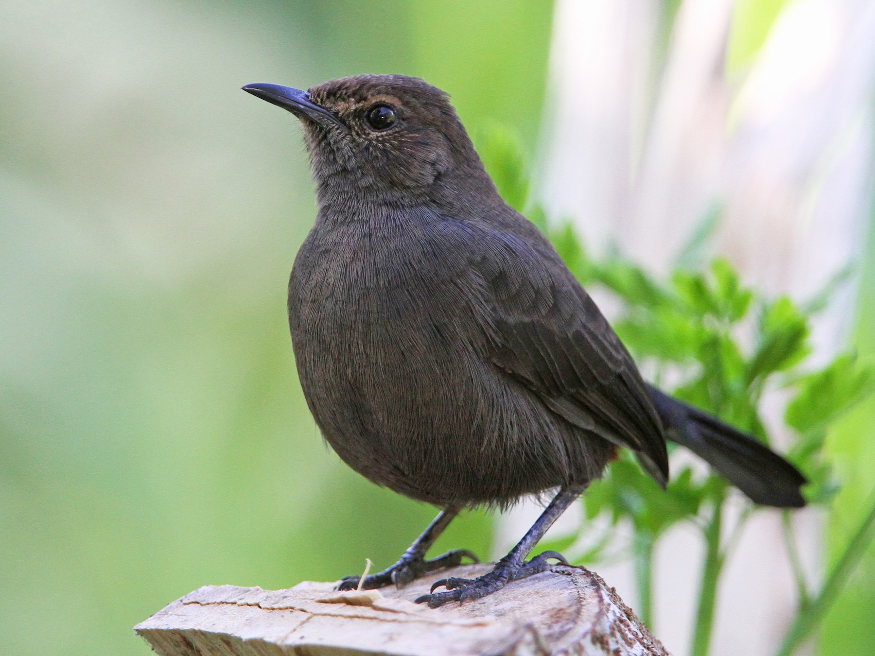 Indian Robin - Christoph Moning