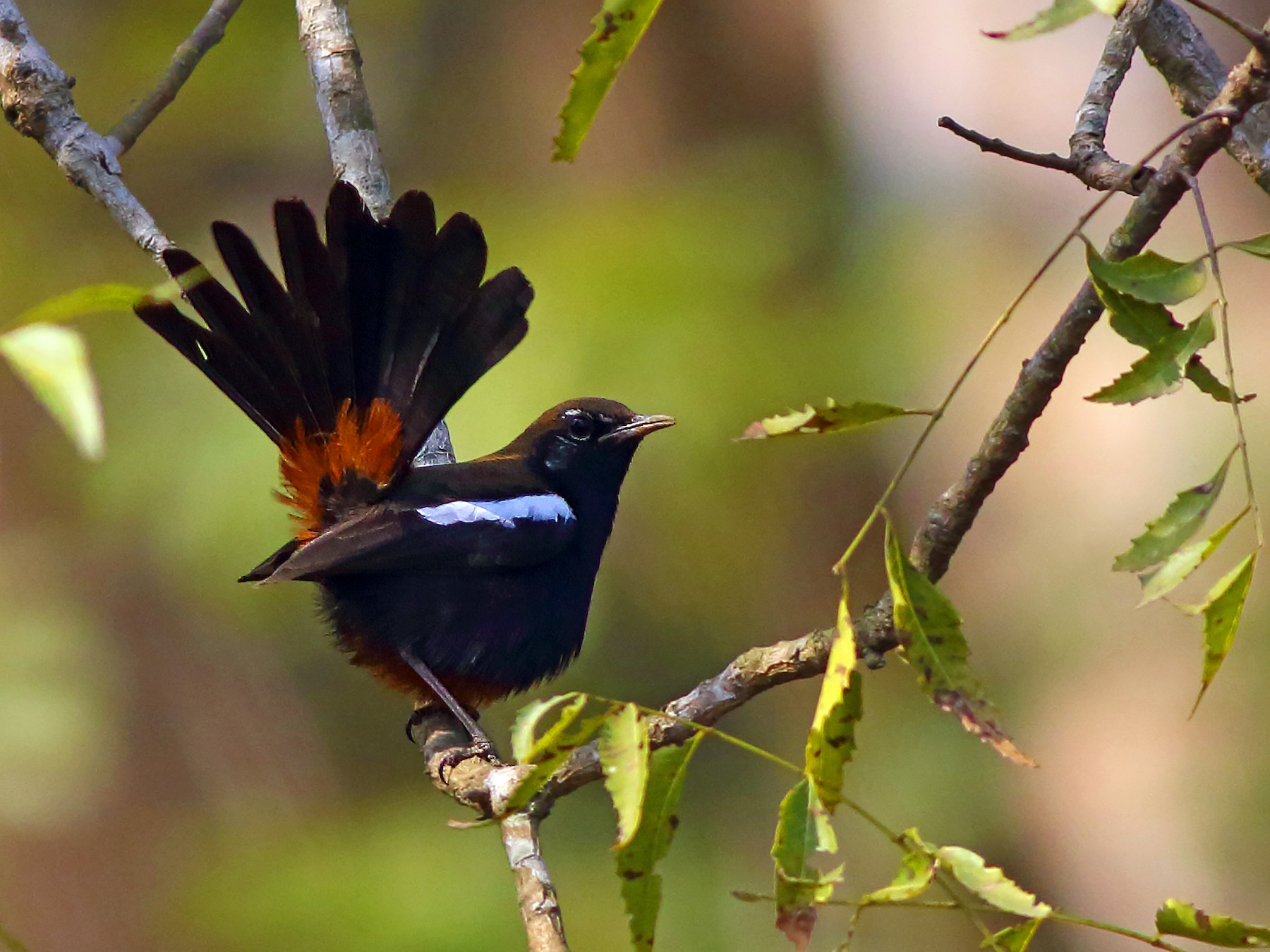 Indian Robin - Amitava Ganguly