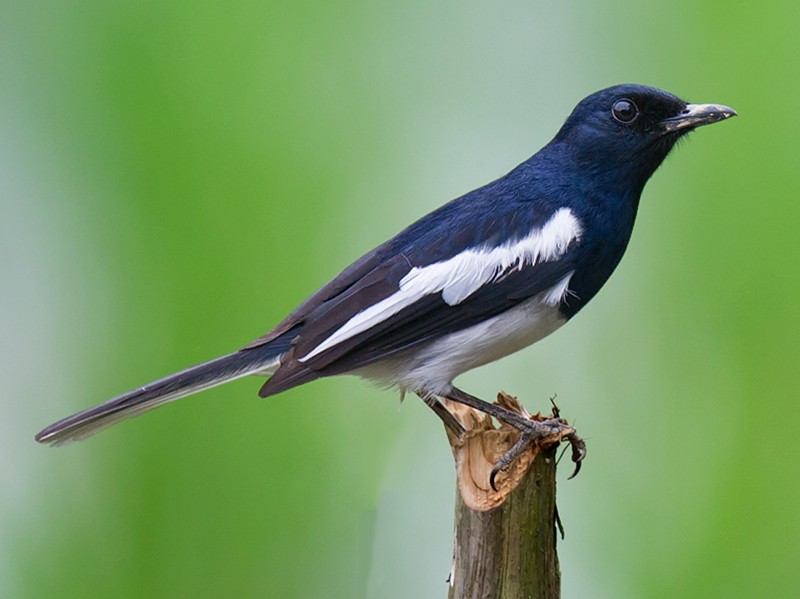 Eurasian Magpie - eBird