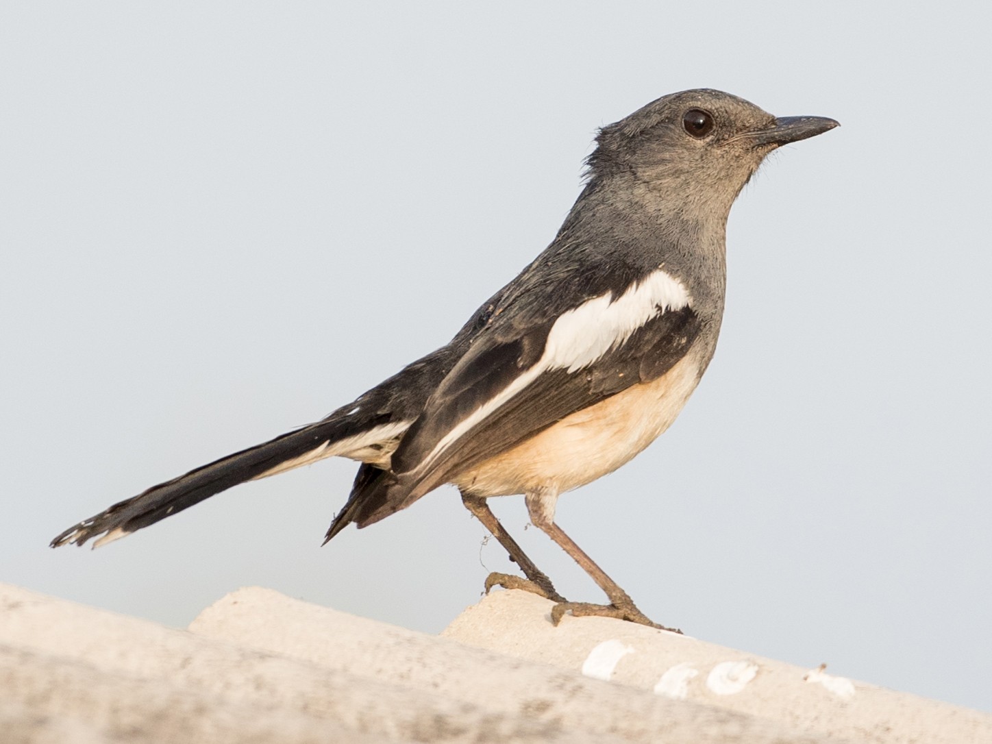 Oriental Magpie-Robin - Ian Davies