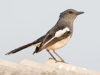  - Oriental Magpie-Robin