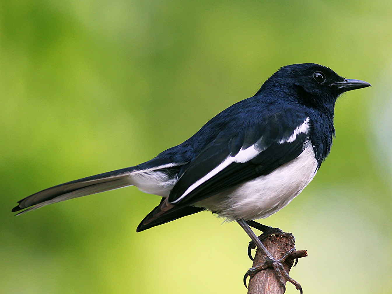 Oriental Magpie-Robin - Aravind AM