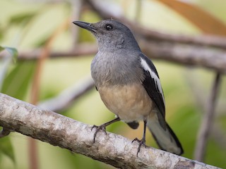 Cuckold bekasi qul ogziga cums