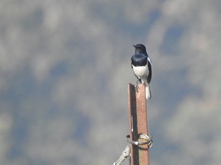  - Oriental Magpie-Robin