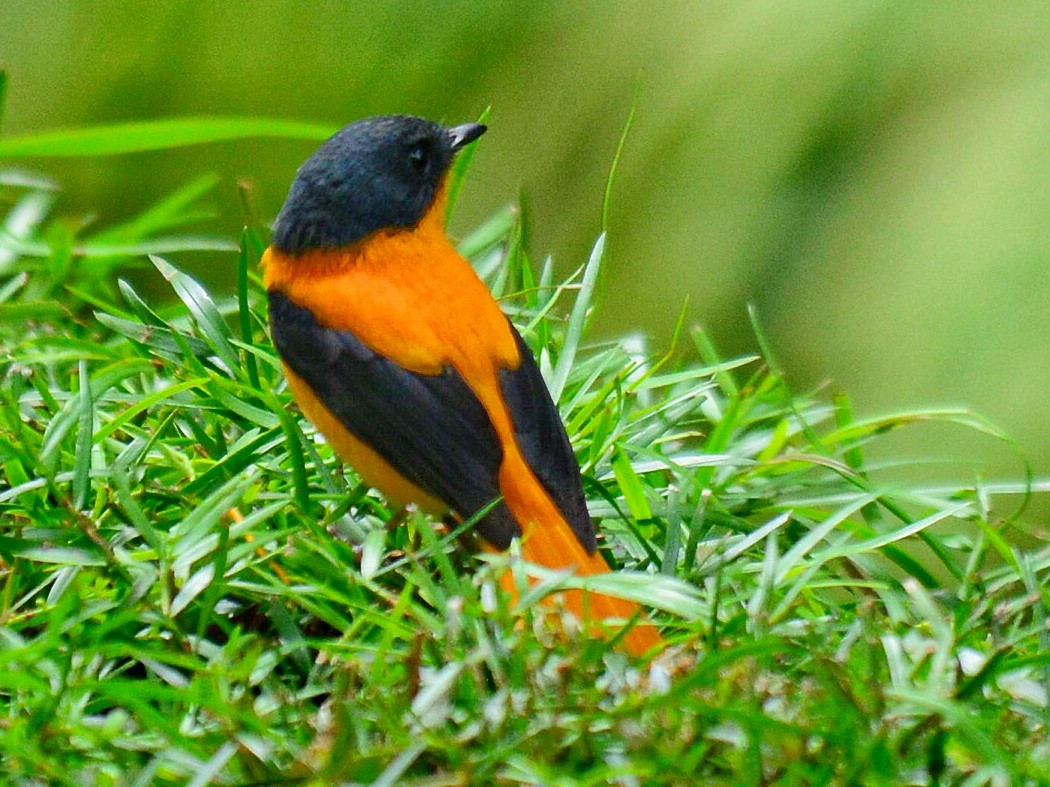 Black-and-orange Flycatcher - Renuka Vijayaraghavan