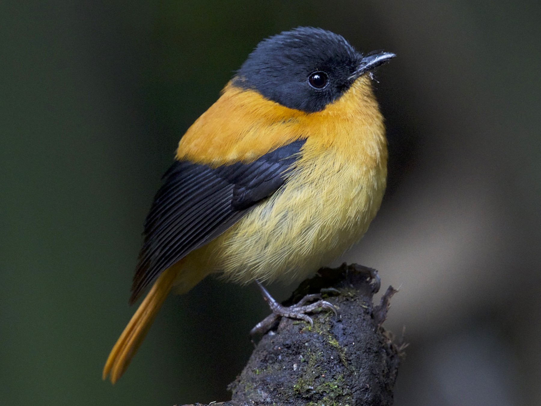 Black-and-orange Flycatcher - jaya samkutty