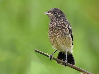Молодая птица - Rajesh Radhakrishnan - ML126372651