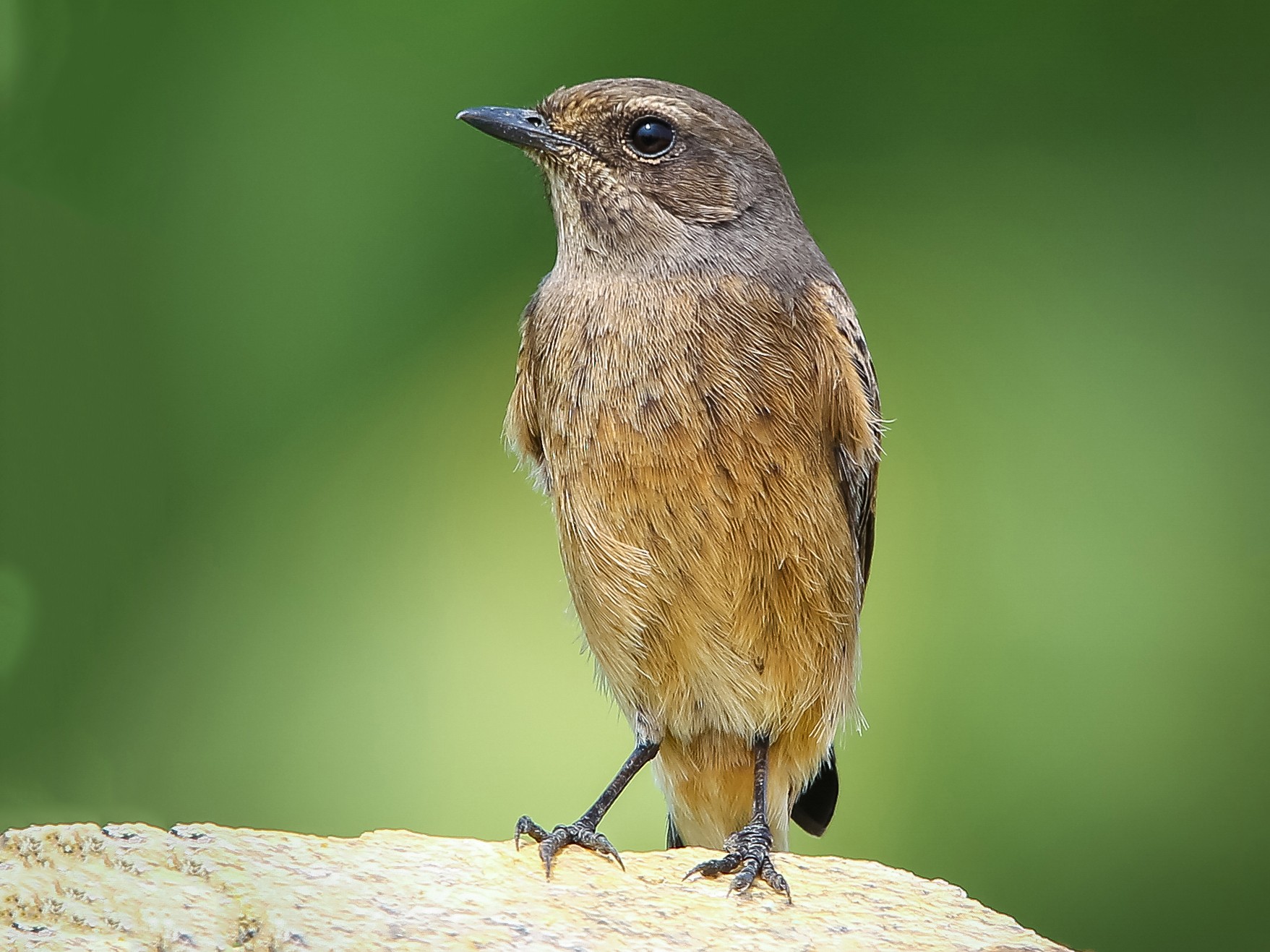 Pied Bushchat - eBird