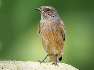 Female - Ravindra Kaushik - ML126372671