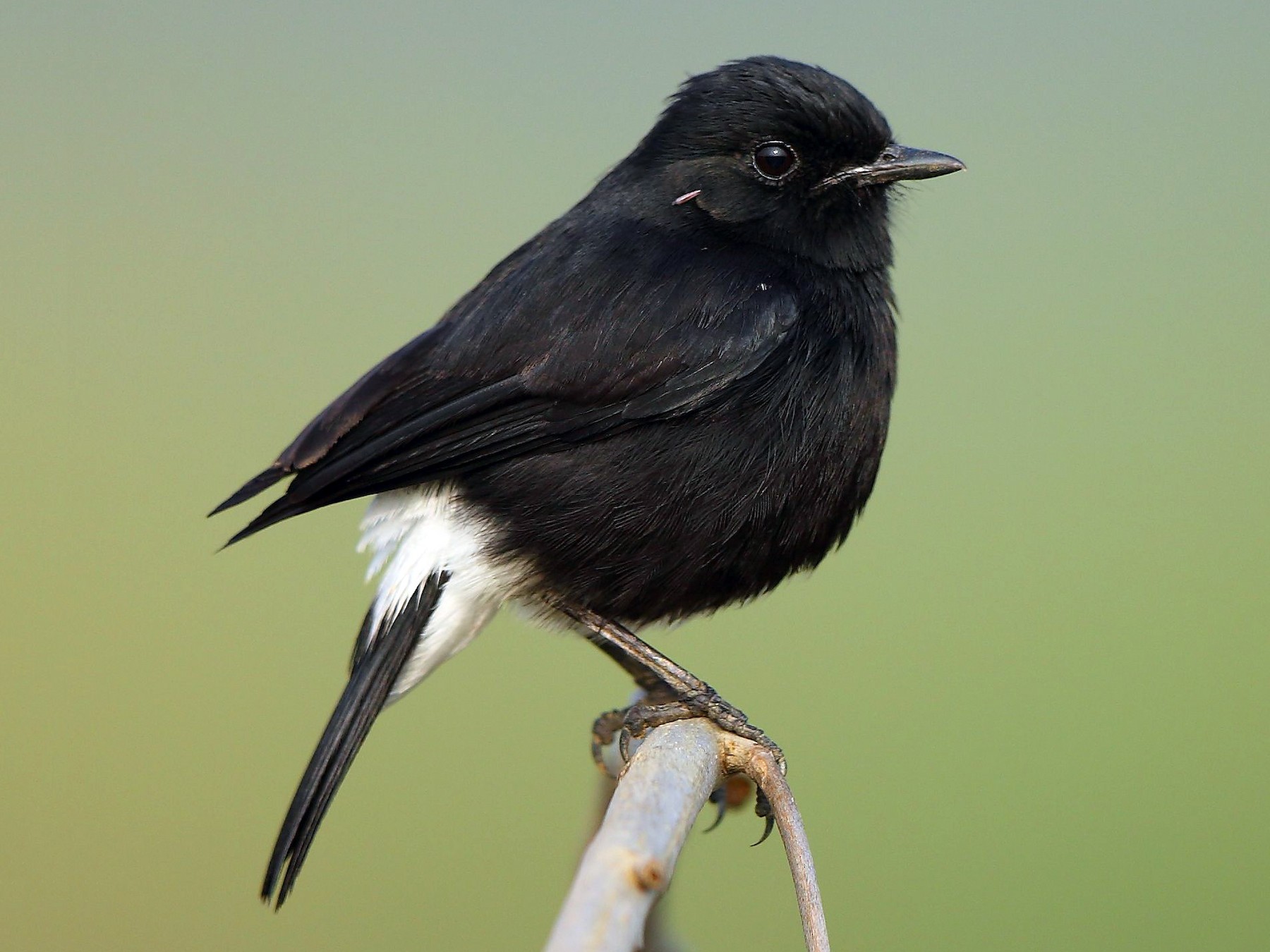 Pied Bushchat - Albin Jacob