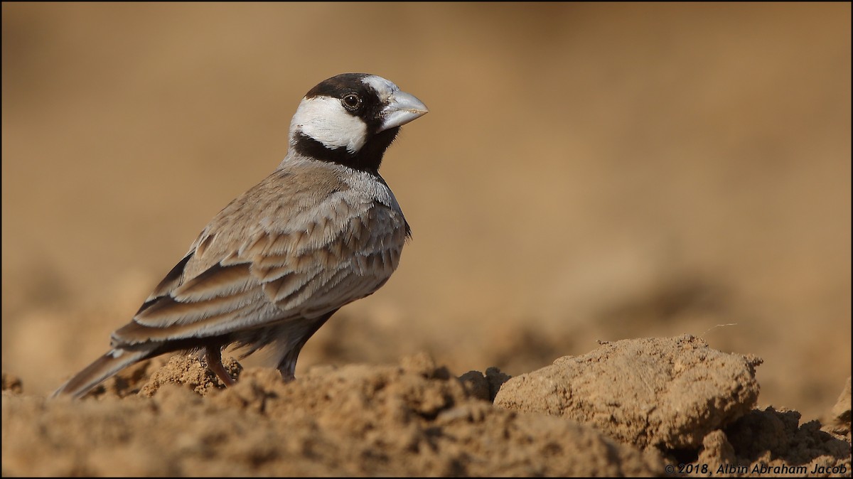Black-crowned Sparrow-Lark - Albin Jacob