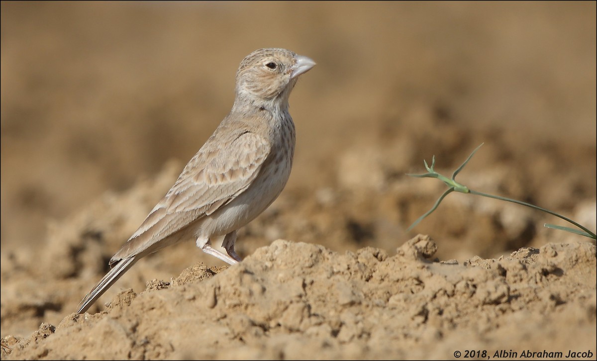Black-crowned Sparrow-Lark - Albin Jacob