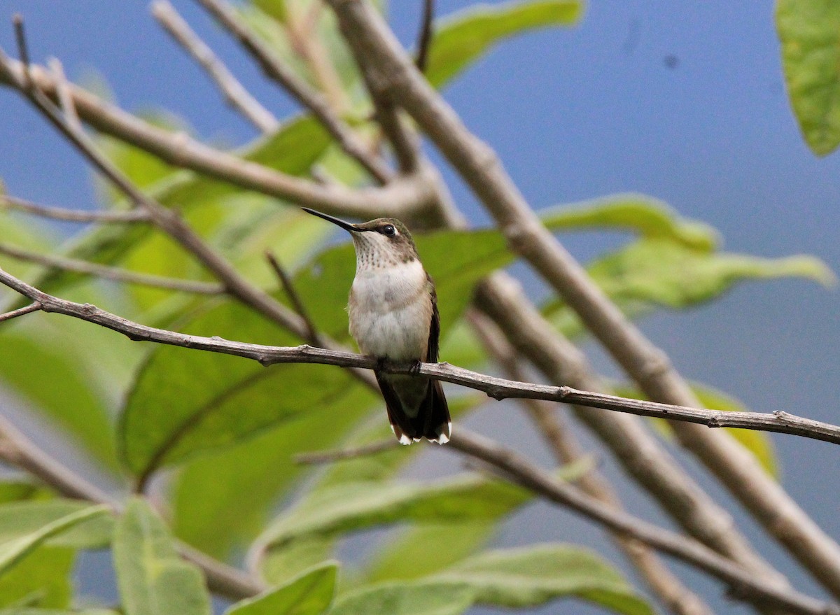 Ruby-throated Hummingbird - Lisseth Hernández