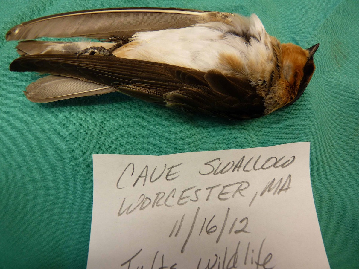 Cave Swallow (Texas) - Massachusetts Records