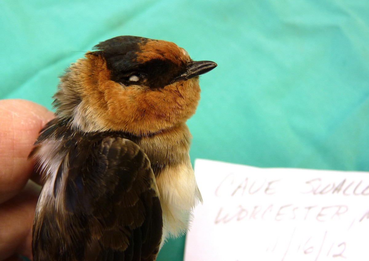 Cave Swallow (Texas) - ML126377551