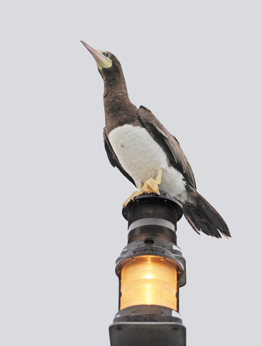 Brown Booby - Massachusetts Records