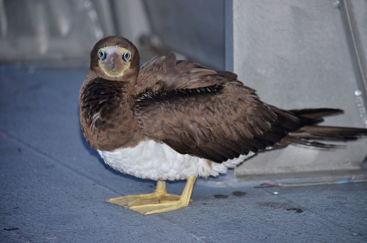 Brown Booby - ML126377691