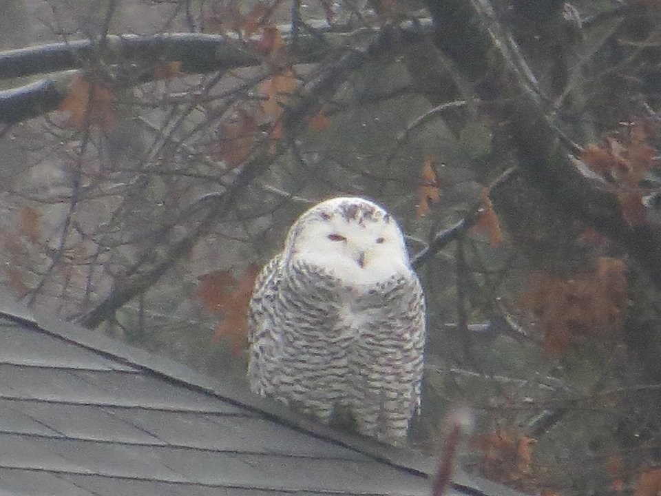 Snowy Owl - ML126377761