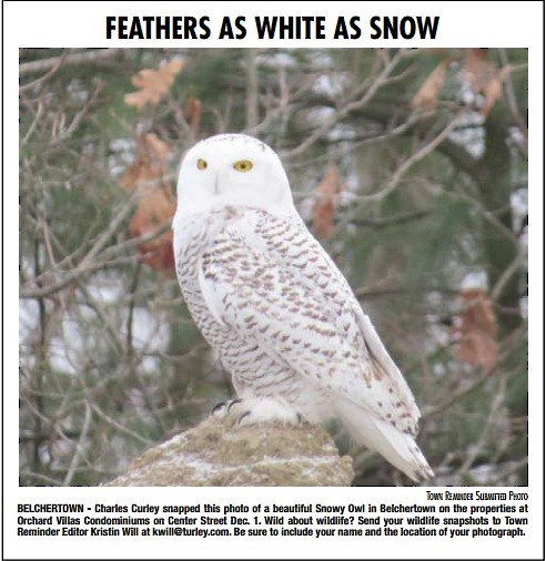 Snowy Owl - Massachusetts Records