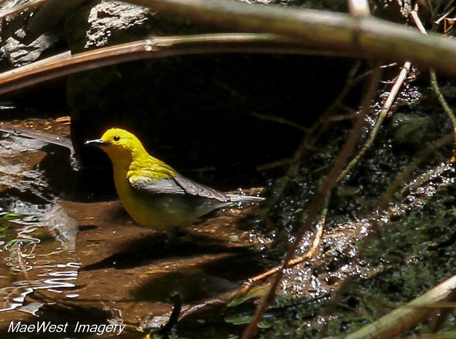 Prothonotary Warbler - ML126377821