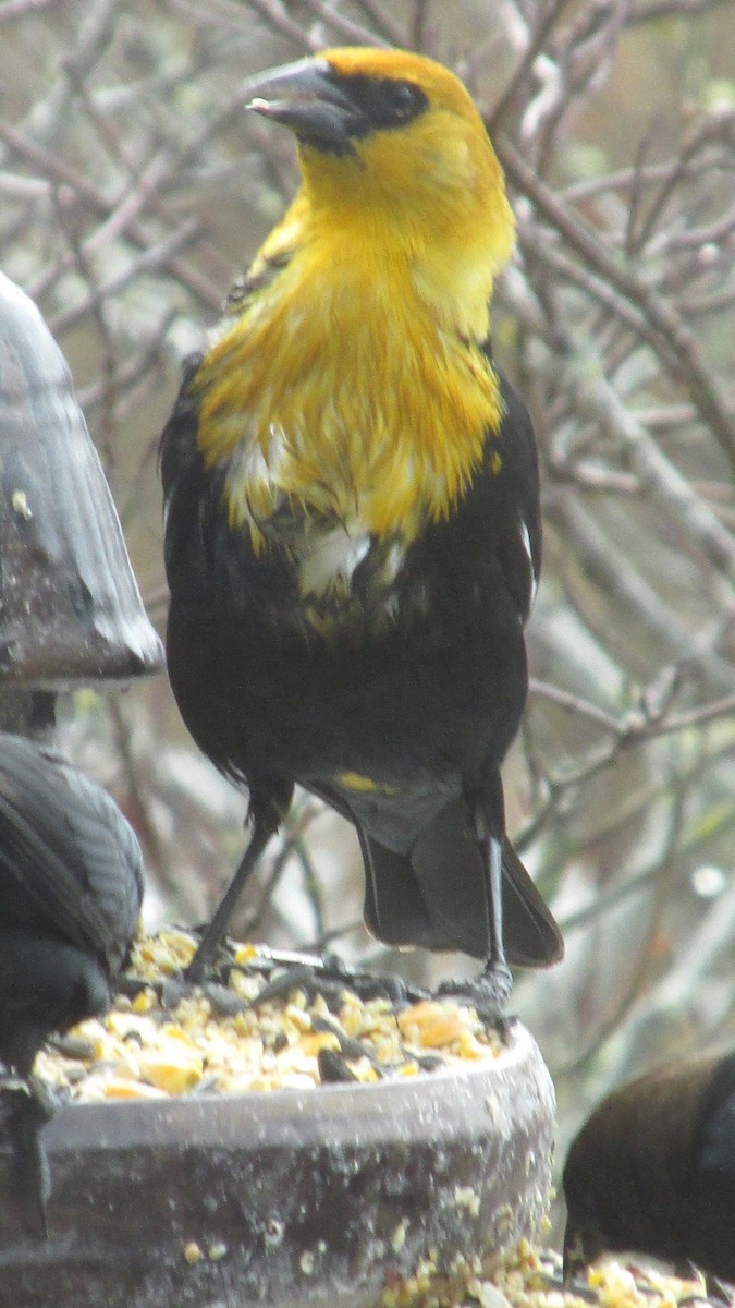 Yellow-headed Blackbird - Massachusetts Records