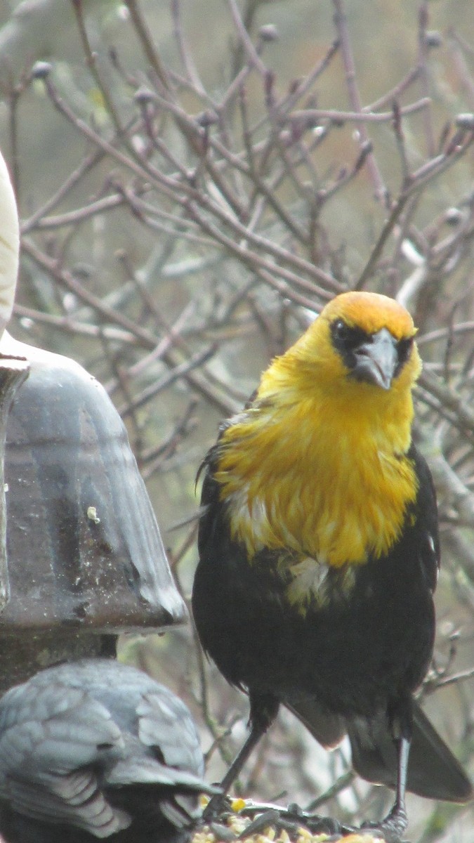 Yellow-headed Blackbird - ML126377881