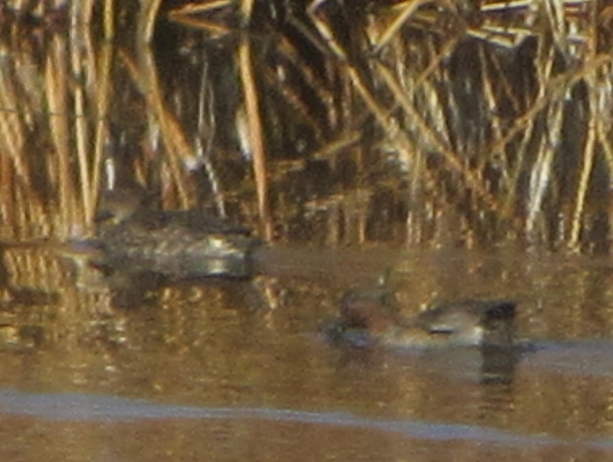 Green-winged Teal - ML126378661