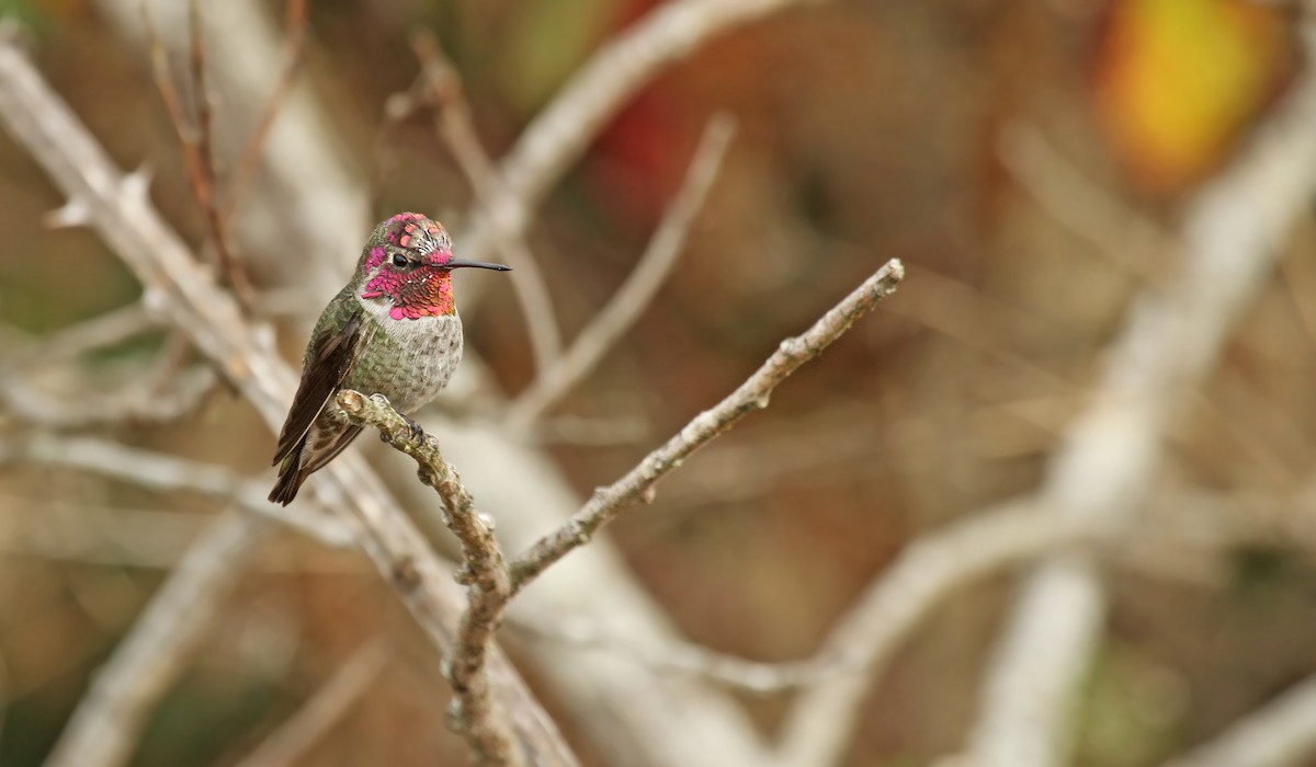 Anna's Hummingbird - Ryan Schain