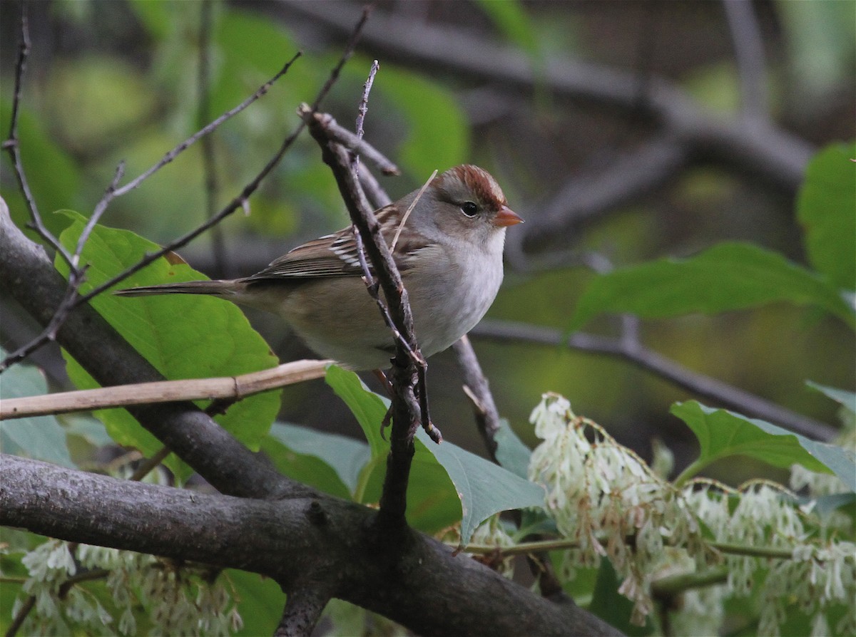 White-crowned Sparrow (leucophrys) - Ryan Schain