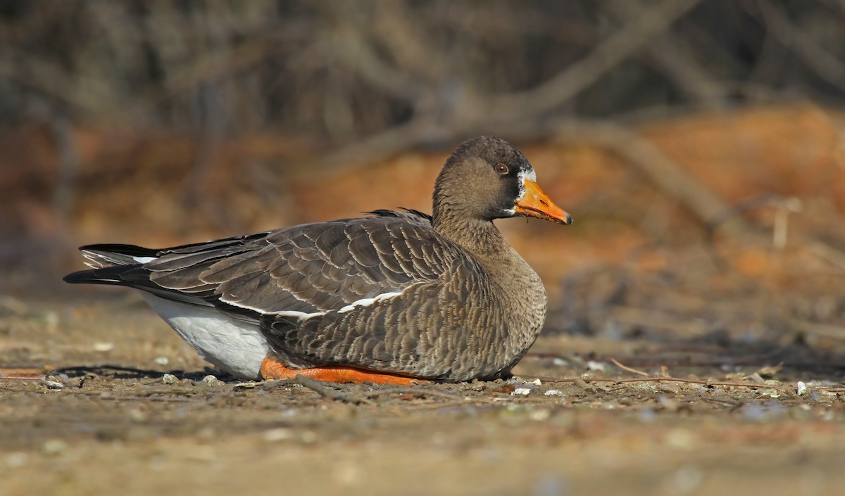 Greater White-fronted Goose (Greenland) - ML126383171