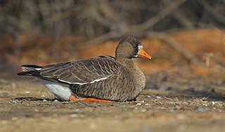 Greater White-fronted Goose (Greenland), ML126383171