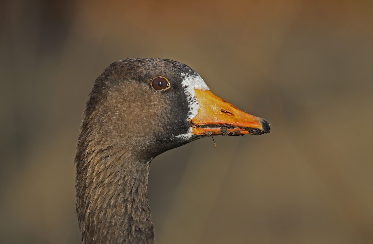 Greater White-fronted Goose (Greenland) - ML126383201