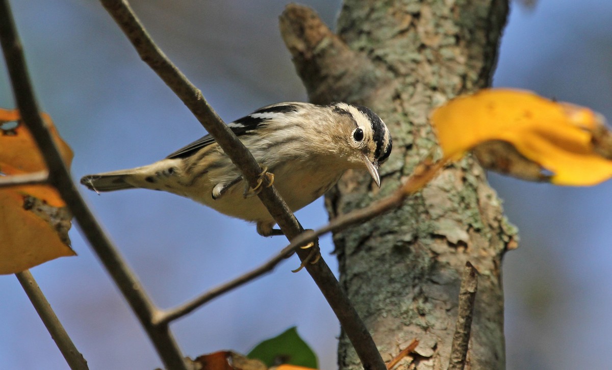 Black-and-white Warbler - ML126383561