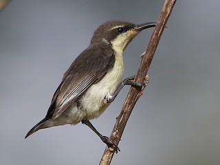 雌鳥 - Ravindra Kaushik - ML126385381
