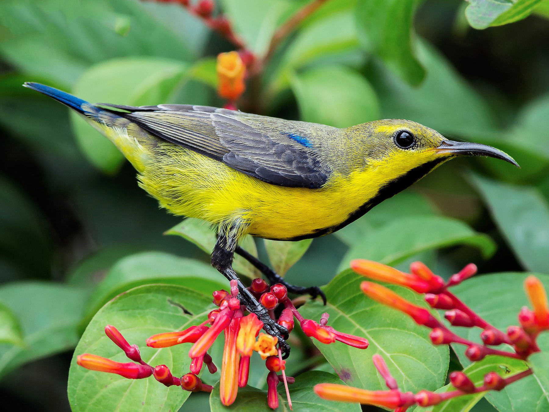 Purple Sunbird - Natthaphat Chotjuckdikul